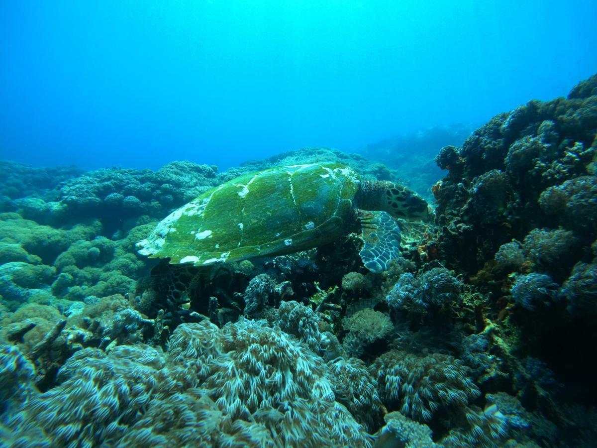 Lebaoh Nusa Cottage レンボンガン島 エクステリア 写真